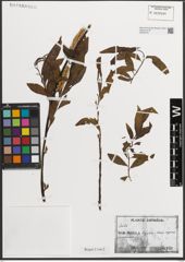 Foto von Salix L.